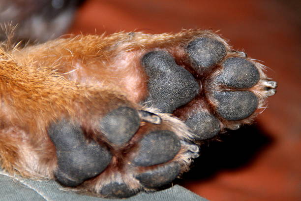 istock Border Terrier paws underside pads nails fur Close up 507182690