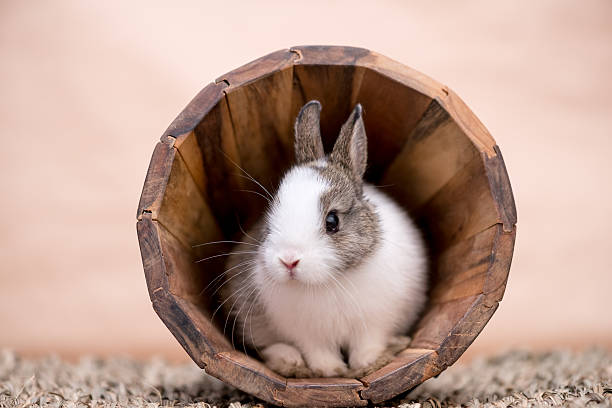 króliczek w drewniana doniczka - rabbit hairy gray animal zdjęcia i obrazy z banku zdjęć
