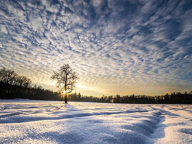 istock sundown on a clearing with a lonely tree in winter 507183198