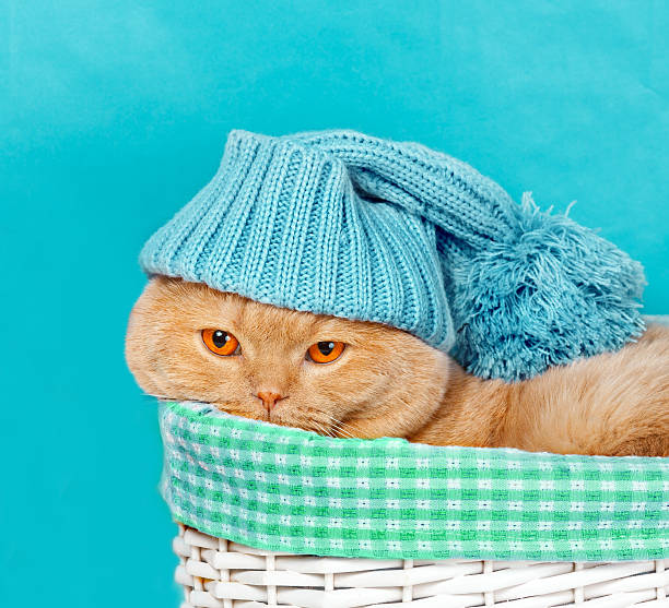 istock Cat wearing a knitted cap sits in a basket 507184030