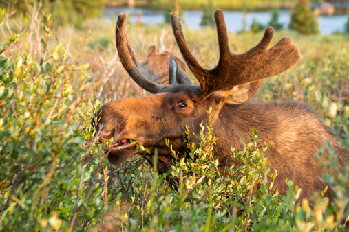 Young bull moose eating willows by lake