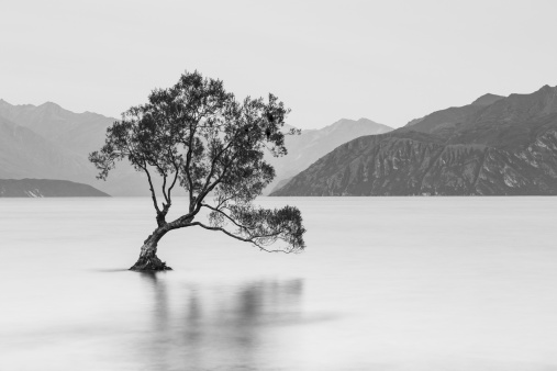 The lonely tree in Lake Wanaka in black and white. South Island/New Zealand