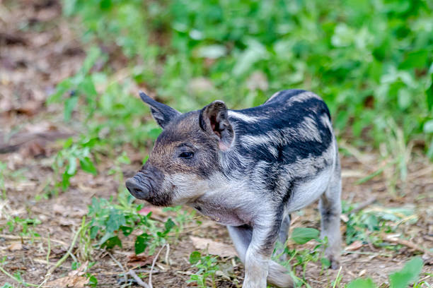 Male Mangalitsa piglet walking around on organic farm