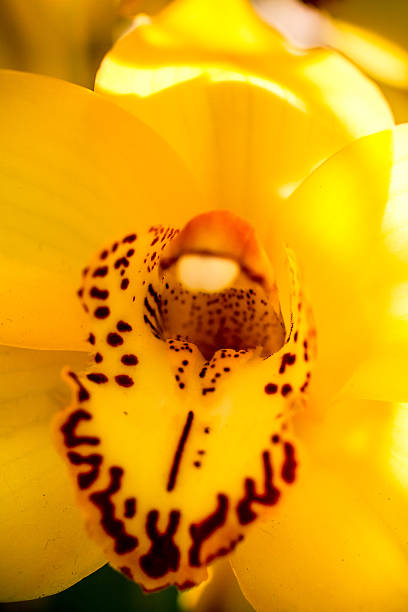 istock Tropical Orchid Flower Blossoms 507185619