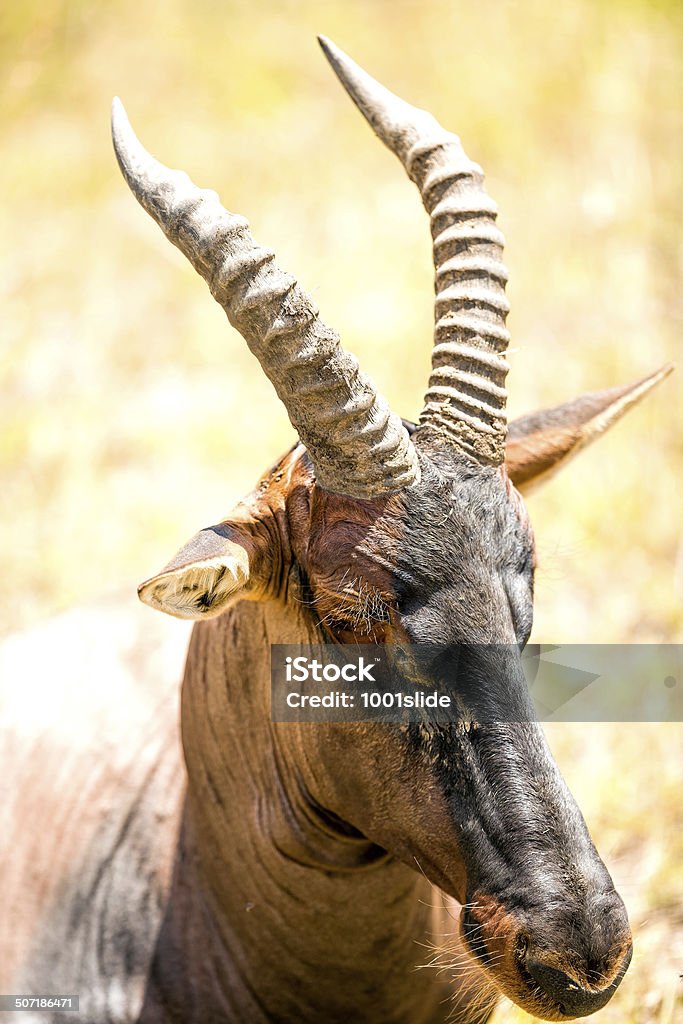 Damaliscus Lunatus Retrato - Royalty-free Acácia Foto de stock