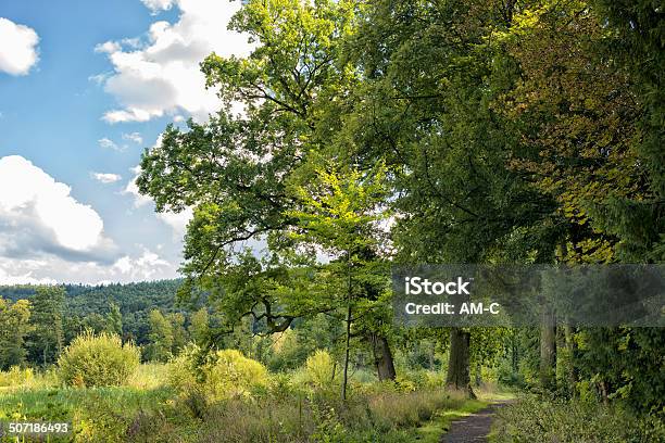 Forest Path Stock Photo - Download Image Now - Glade, Day, Footpath