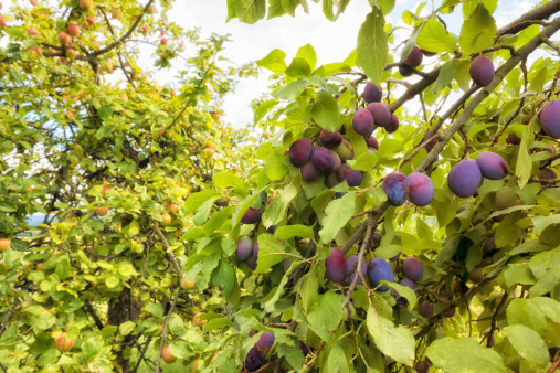 unripe plums on the tree autumn season.
