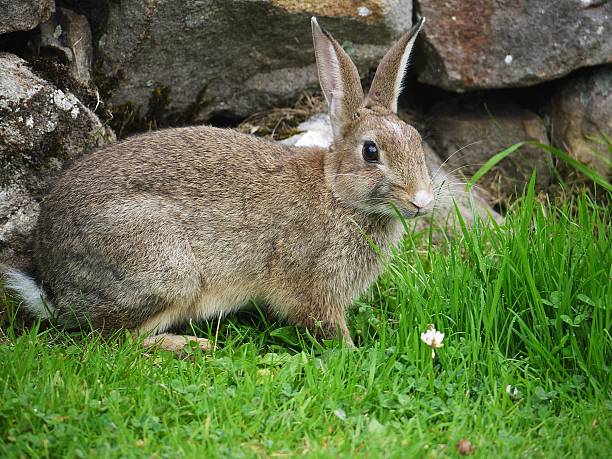 istock wary wild rabbit in a field, ready to run 507186681