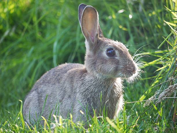 istock wild rabbit in the early morning sun grazing 507186721