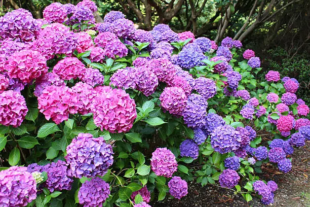 Photo showing a mass of pink, blue, lilac and purple flowers growing on a large hydrangea bush (Hydrangea macrophylla) next to the garden lawn.  Thse lacecap hydrangeas are enjoying a shady part of the garden, beneath some large trees that cast shade, and are pictured flowering in the middle of the summer.
