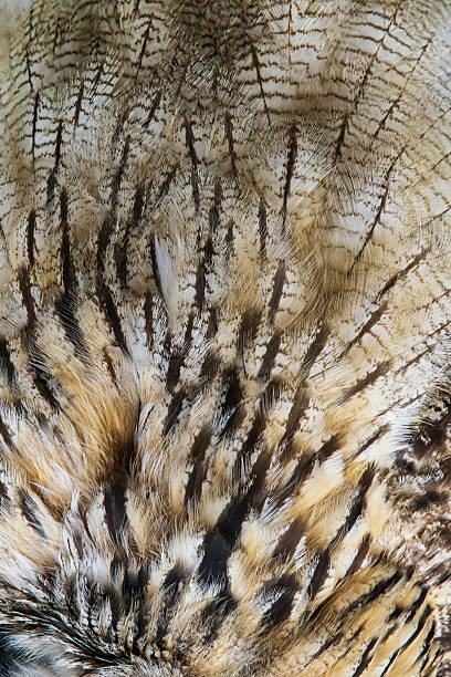 istock Owl Feathers Texture - Texture with Royal Owl Feathers 507187885