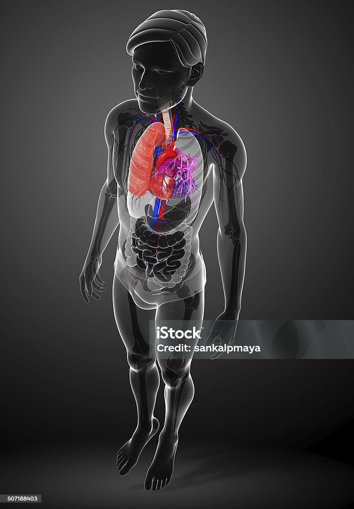 Male lungs anatomy Illustration of male lungs anatomy Abdomen Stock Photo