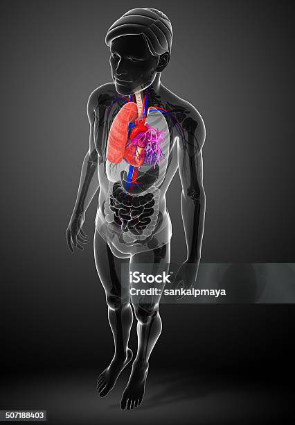 Male Lungs Anatomy Stock Photo - Download Image Now - Abdomen, Alveolus, Anatomy