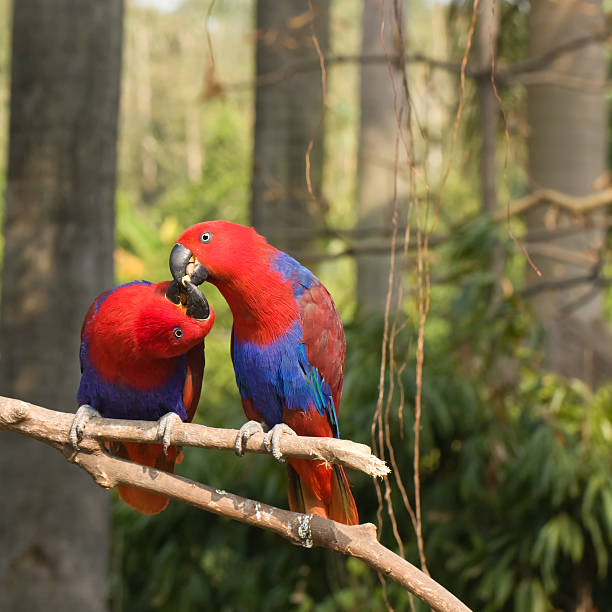 istock two lover parrots kiss on the tree 507188659