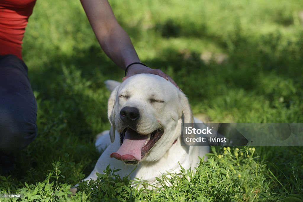 Mulher com seu Labrador - Foto de stock de Adulto royalty-free