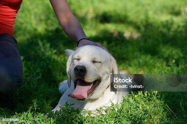 Foto de Mulher Com Seu Labrador e mais fotos de stock de Adulto - Adulto, Animal, Animal de estimação