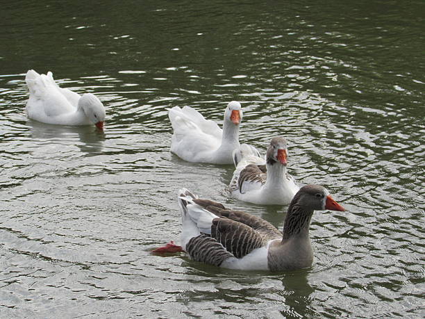 Ducks swimming in a lake with crystal clear waters stock photo