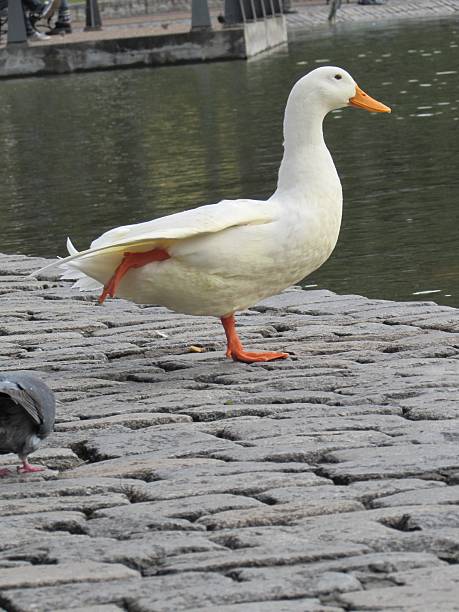 A white duck in the lake stock photo