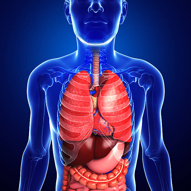 istock Digestive system of male body 507189851