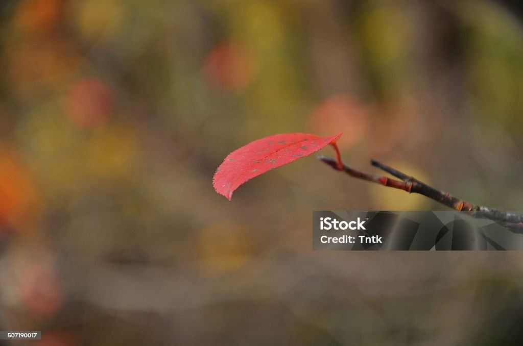 Solitario foglia - Foto stock royalty-free di Albero deciduo