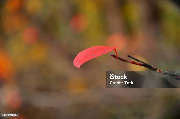 Solitario Foglia - Fotografie stock e altre immagini di Albero deciduo - Albero deciduo, Ambientazione esterna, Arancione