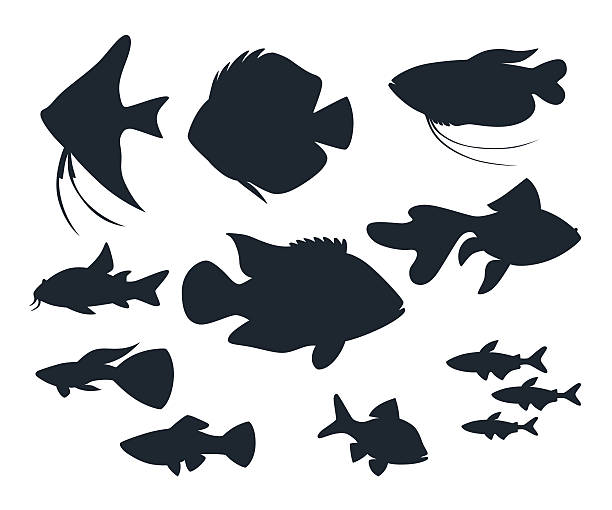 aquarium fish silhouettes Collection of blue aquarium fish silhouettes isolated on white. tropical fish stock illustrations