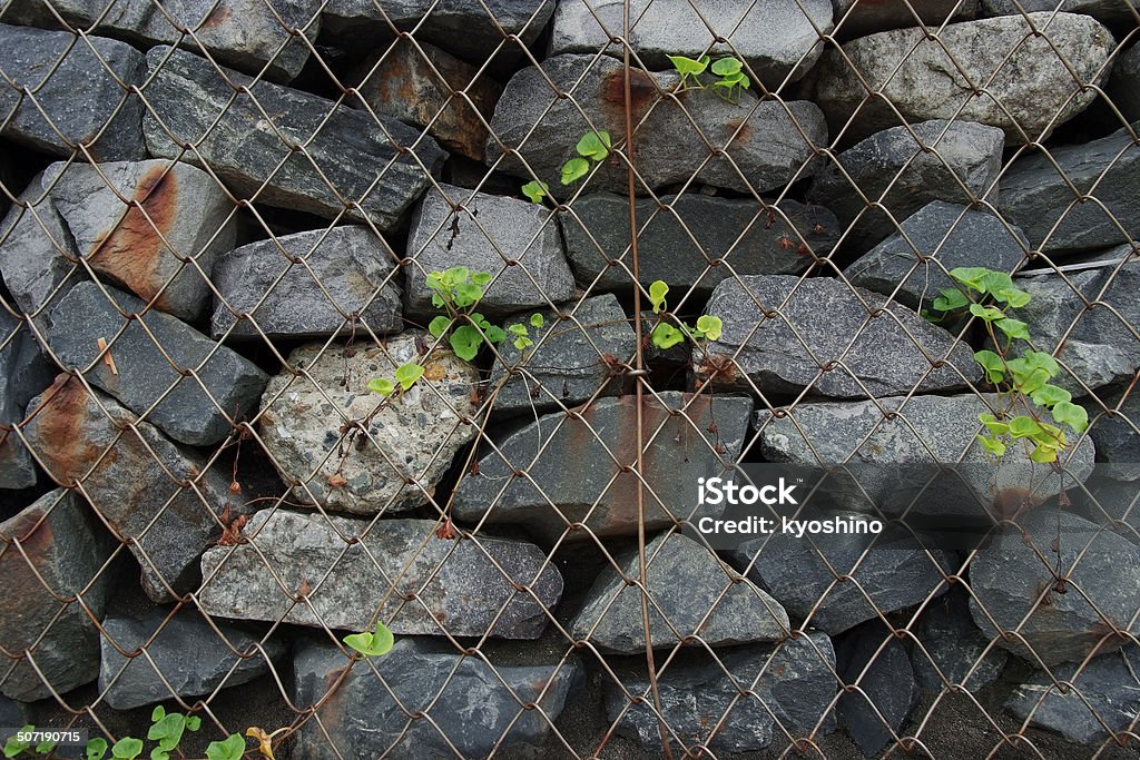 植物の成長の石の壁 - シンプルのロイヤリティフリーストックフォト