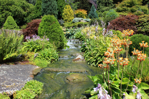 Photo showing a gentle waterfall that is part of a landscaped rockery garden.  this naturalistic water feature flows through the rocks, being softened by the surrounding plants.  These include a series of dwarf conifers (cypress, spruce, pines and fir trees), ferns, hostas, Alpine plants, Japanese maples, heathers (ericas) and orange primula flowers.