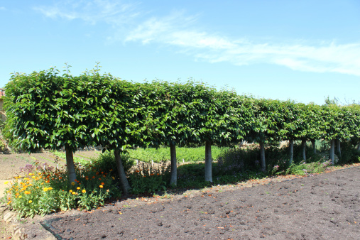 Photo showing a row of standard Portuguese laurel / Portugal laurel trees that have been trained to become a partial hedge, with bare trunks.  The hedge has been underplanted with flowers and is part of a walled kitchen garden / ornamental vegetable garden.  Of note, the Latin name for this plant is: Prunus lusitanica).