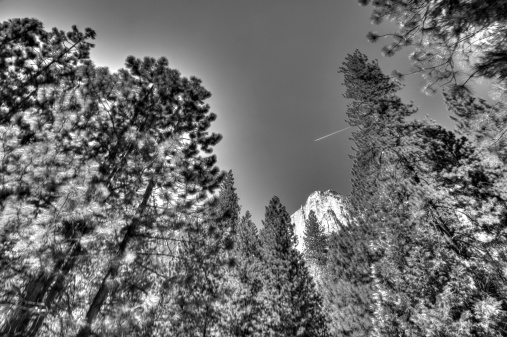 El Capitan in Yosemite national park. This is a view through trees from the side of the road leading out of the park. The image is a combination of bracketed images combined in HDR software to  bring detail to the shadows. It is converted to Black and white in post processing.
