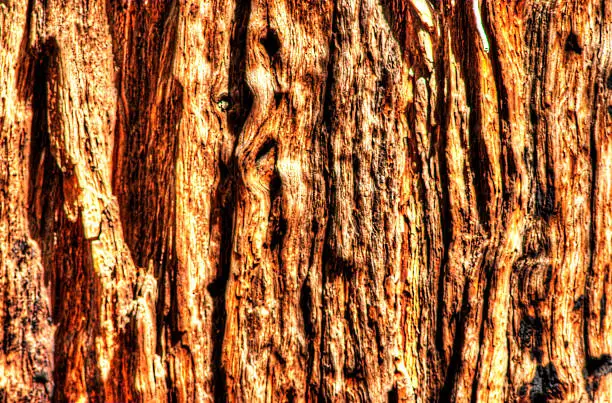 Photo of Weathered tree bark