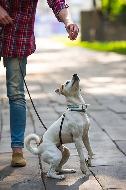 istock woman and dog 507190969