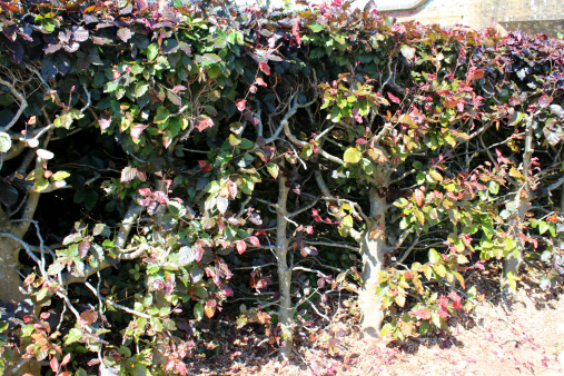 Photo showing a recently pruned copped beech hedge (Latin: Fagus sylvatica 'Purpurea' / Atropurpurea).  The hedge had been allowed to become overgrown and too large, and so it was pruned hard, with the pruning revealing some of the trunks and inner branches.  It will soon produce new growth and become dense once more, although