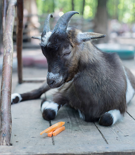Young brown goat eating carrot on grass