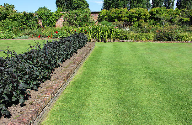 istock Fine green grass image, mown garden lawn turf, flower border 507192003