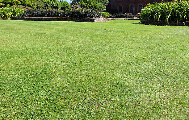 istock Fine green grass image, mown garden lawn turf, flower border 507192007