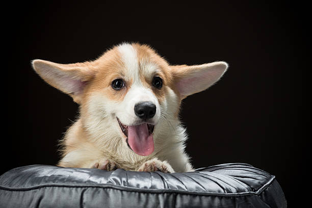 istock Corgi puppy laying on cushion looking happy 507203642