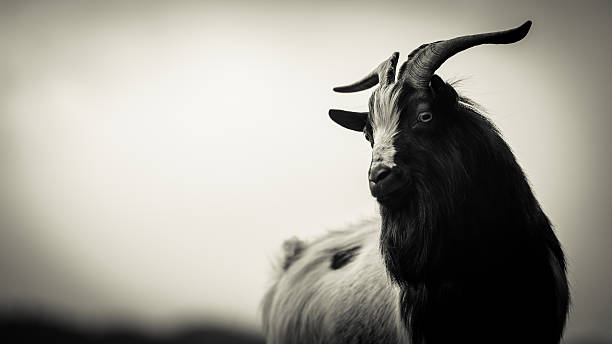 istock big horns - black and white photo 507204120