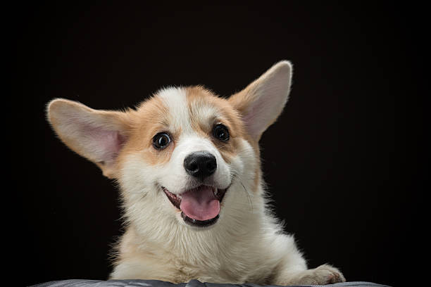 istock Close-up of corgi puppy with happy expression on its face 507205132