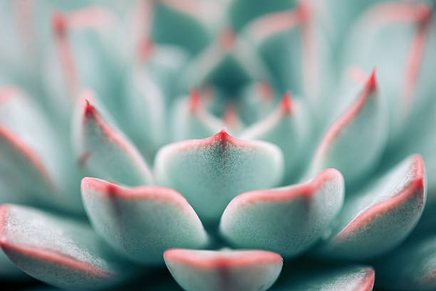 primo piano di echeveria pianta grassa - pianta grassa foto e immagini stock