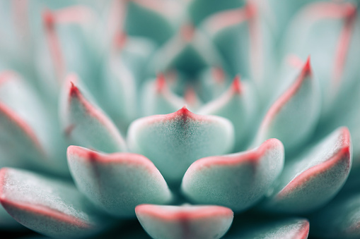 Close-up of Echeveria Succulent plant background