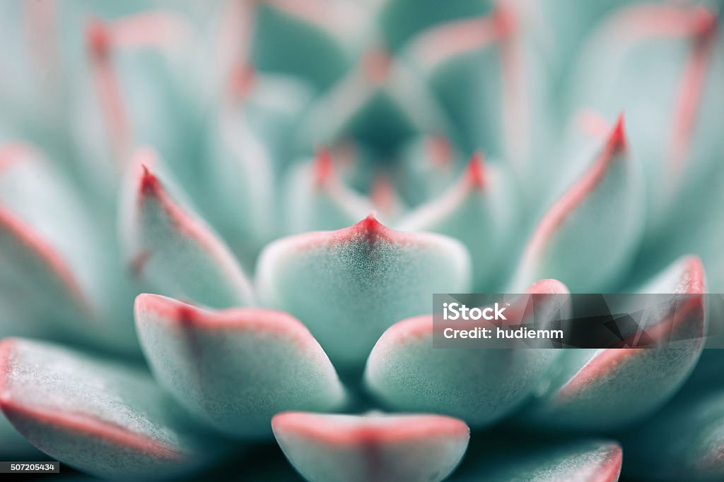 Close-up of Echeveria Succulent plant background Close-up Stock Photo