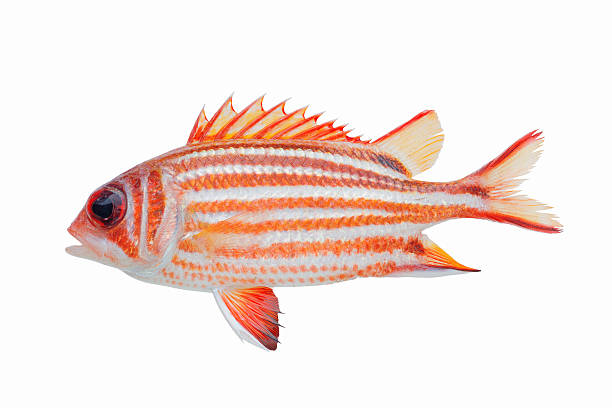 Quecotl Fish 650+ Squirrel Fish Fotografías de stock, fotos e imágenes libres de ...