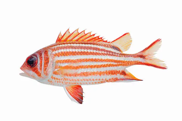 Red Soldier fish isolated on white background 