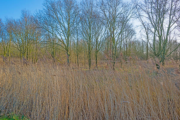istock Reed in sunlight in winter 507205844