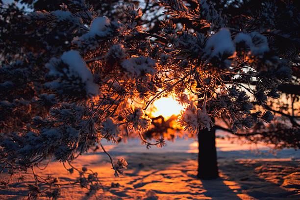 Winter background. A tree covered with frost, light penetrates through  branches of the sun. Square crop. Copy space. Russia.
