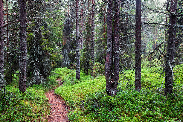 istock Misty forest on Kola peninsula 507207046