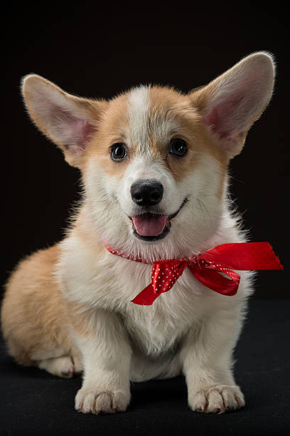 istock Corgi puppy with a red bow sitting against black background 507207654