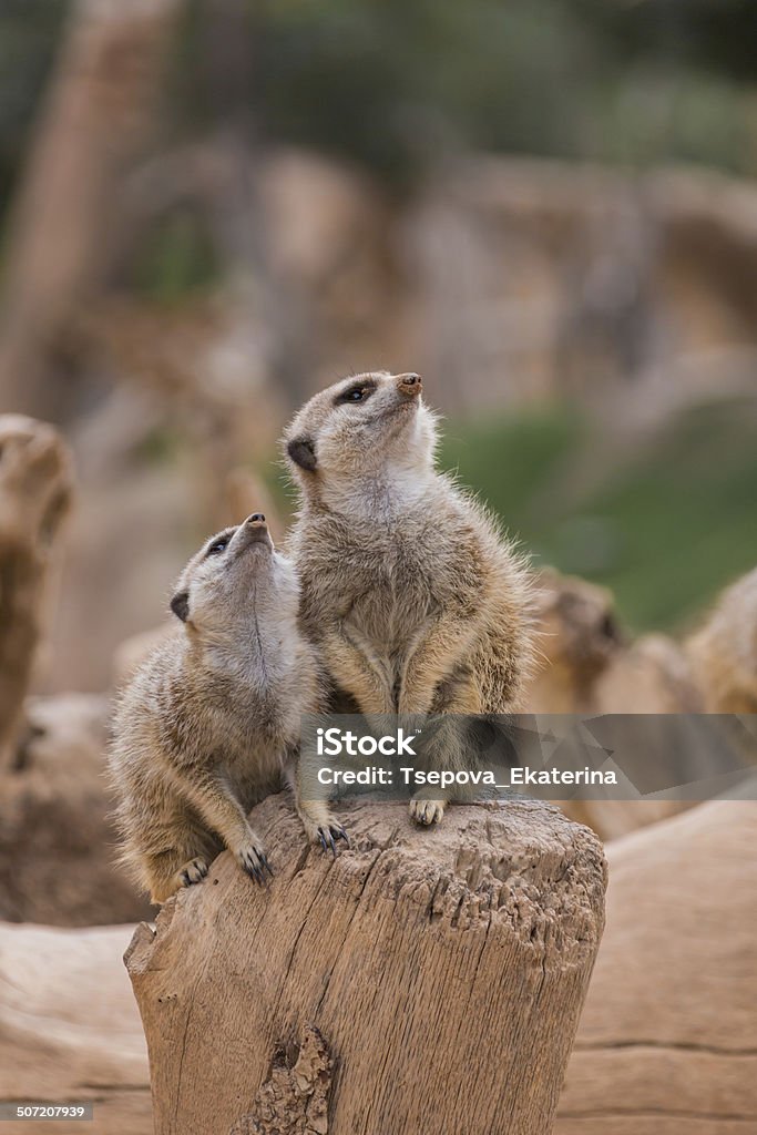 Два meerkats Смотреть вверх - Стоковые фото Два животных роялти-фри