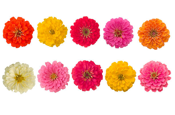 istock Blooming zinnias isolated on white background 507208841